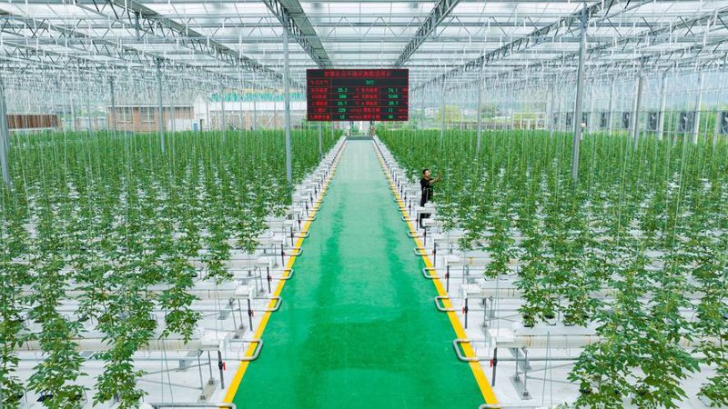 农业现代化：走进中国的农产品种植基地